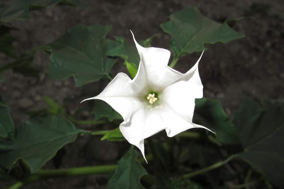 fleur est interdite et doit disparaître de votre jardin