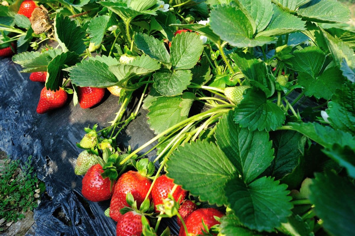 fraisiers souffrent de la canicule