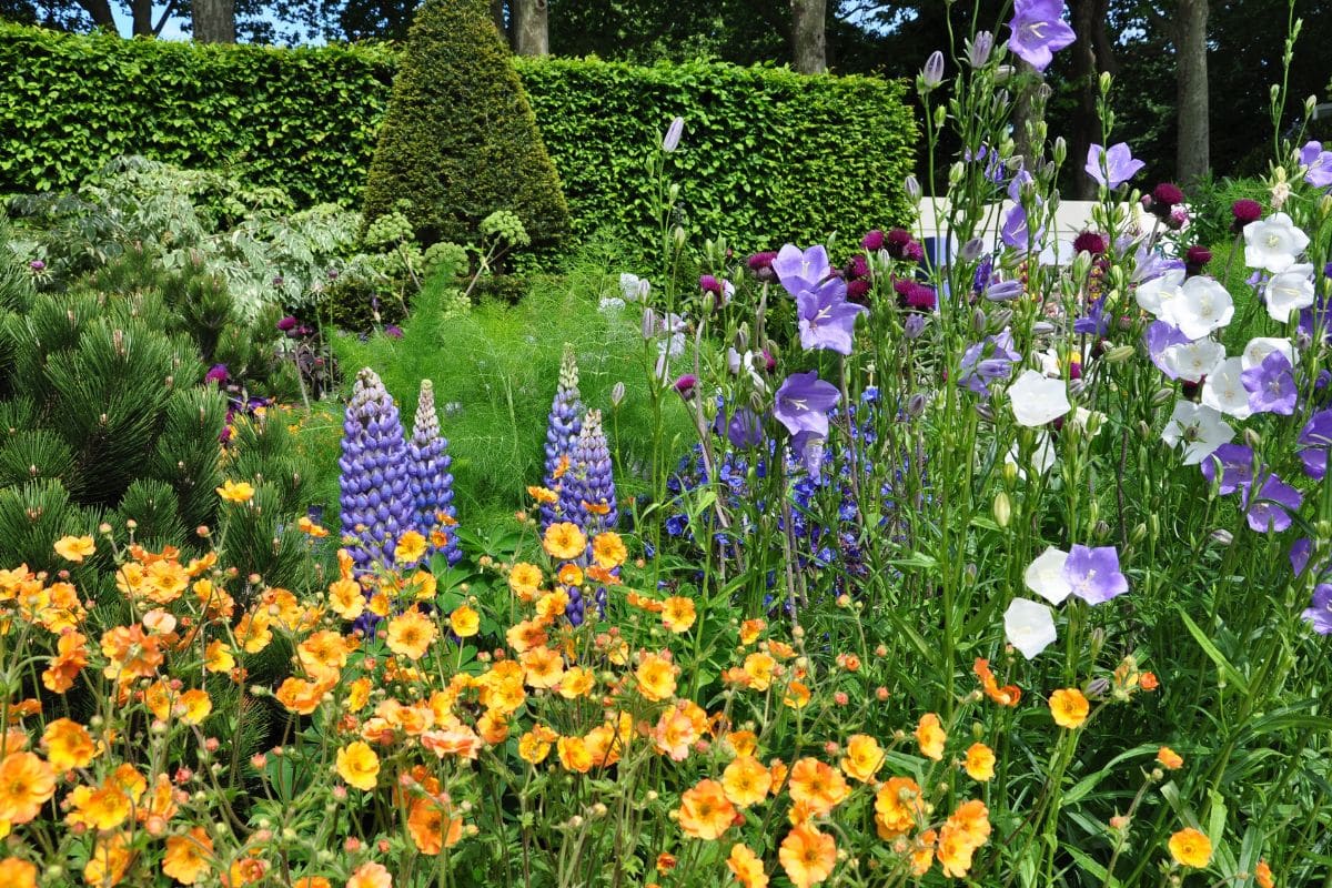 jardin luxuriant sans arrosage