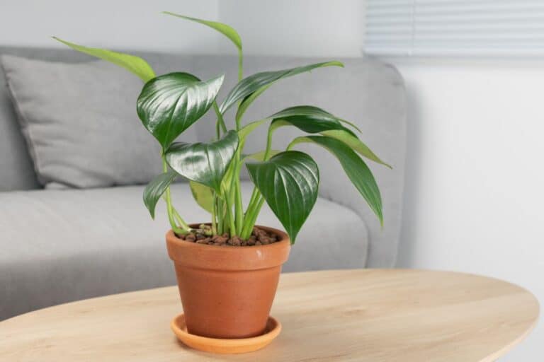 l’astuce du pot d’argile pour rafraîchir la maison