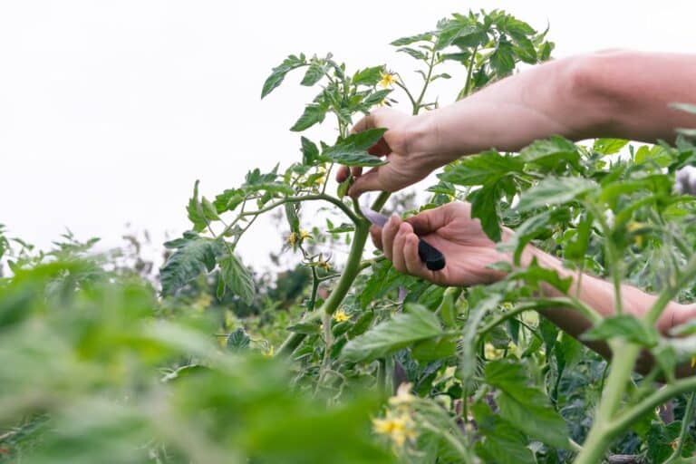 mal tailler ses tomates