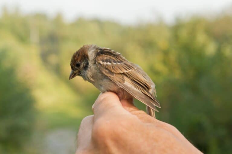 oiseaux tombent littéralement du ciel