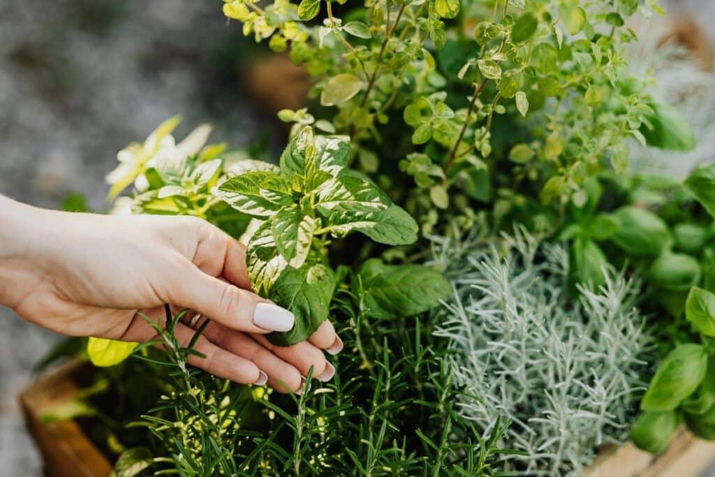 Il suffisait de planter ceci au bon endroit pour voir les nuisibles disparaître et les récoltes tripler