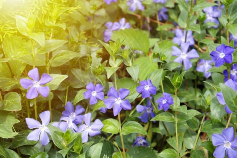 planter ce couvre sol résistant et sans arrosage