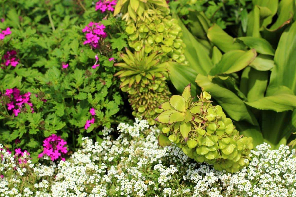 plantes à planter d’urgence