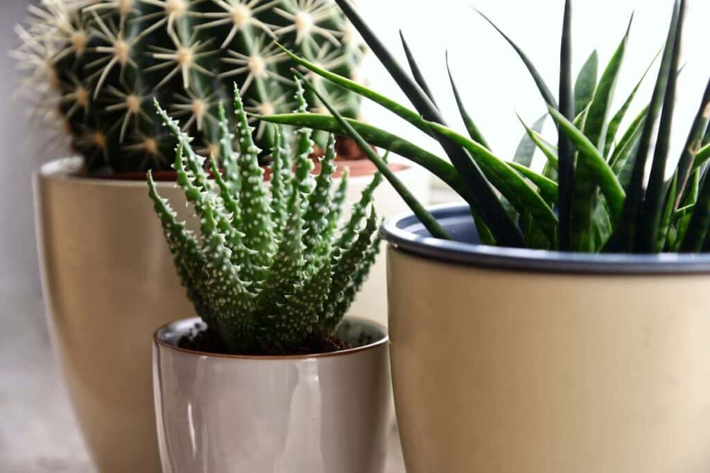 Arrosage, ombre, engrais… Seule cette technique sauve les plantes en pot de l’été et booste leur floraison
