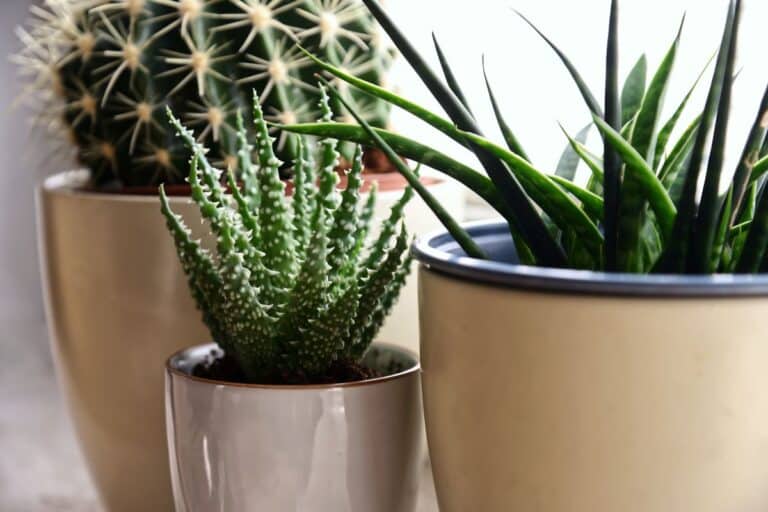 plantes en pot