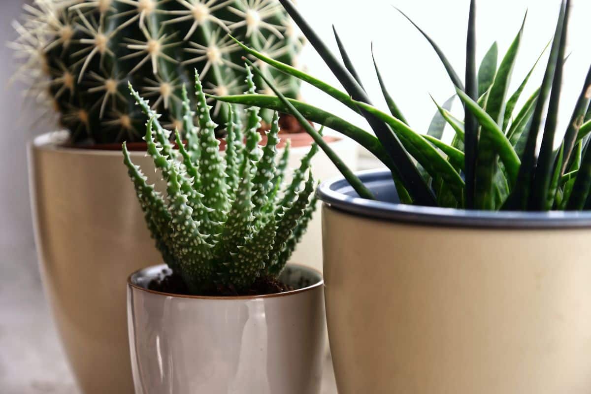 plantes en pot