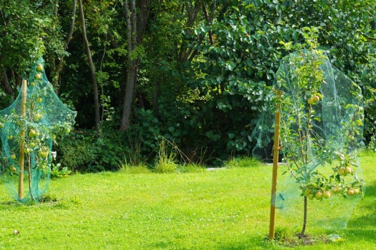 protéger vos fruits en juillet