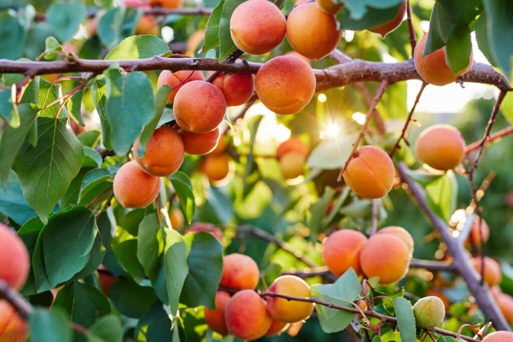 Fruits d’été : cueillir au mauvais moment fait tout foirer, ce que font les pros pour un goût intense malgré la chaleur