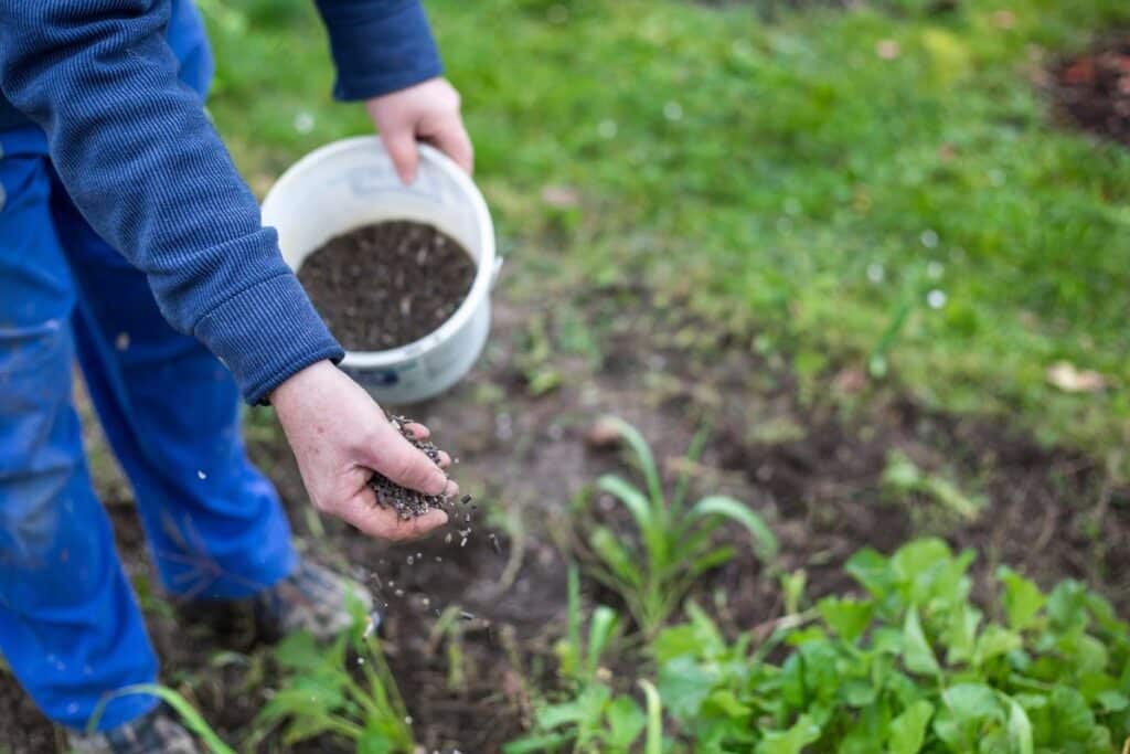 Ce déchet de grillade change tout au potager, il enrichit la terre et fait fuir les nuisibles en un seul geste