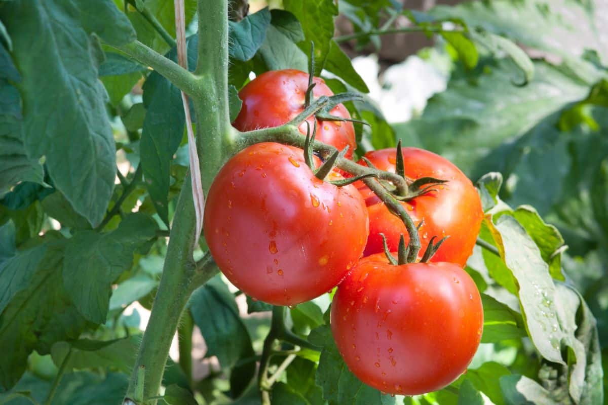tomate ananas