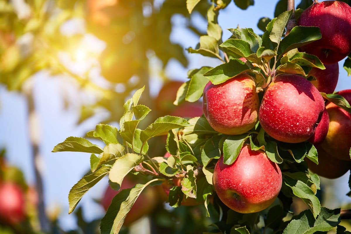verger pour des fruits intacts